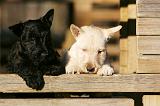 SCOTTISH TERRIER 177